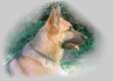 watchdog's Photo