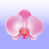 Air Orchid