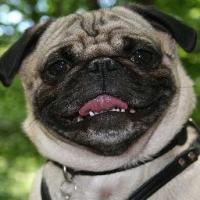 puglife's Photo