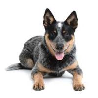 CattleDog's Photo