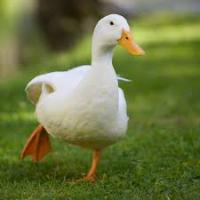 Quacker's Photo