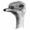 HRH King Abdallah Al-Saud. - last post by Boing the Ostrich